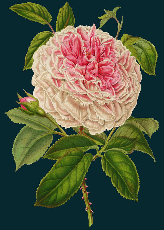 LARGE GREETING CARD - ROSE