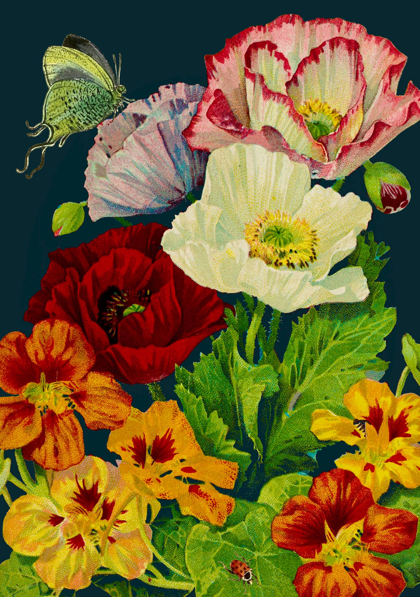 LARGE GREETING CARD - MIDNIGHT POPPIES
