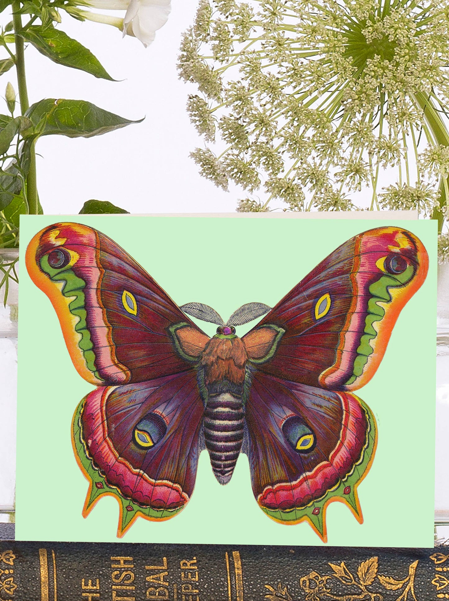 LITTLE VINTAGE GREETING CARD - MOTH