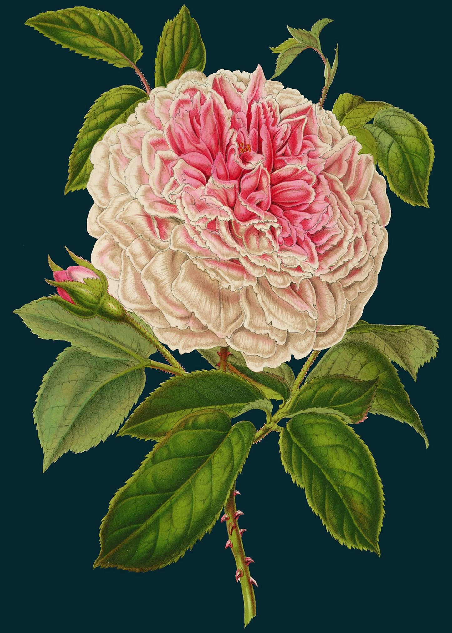 LARGE GREETING CARD - ROSE