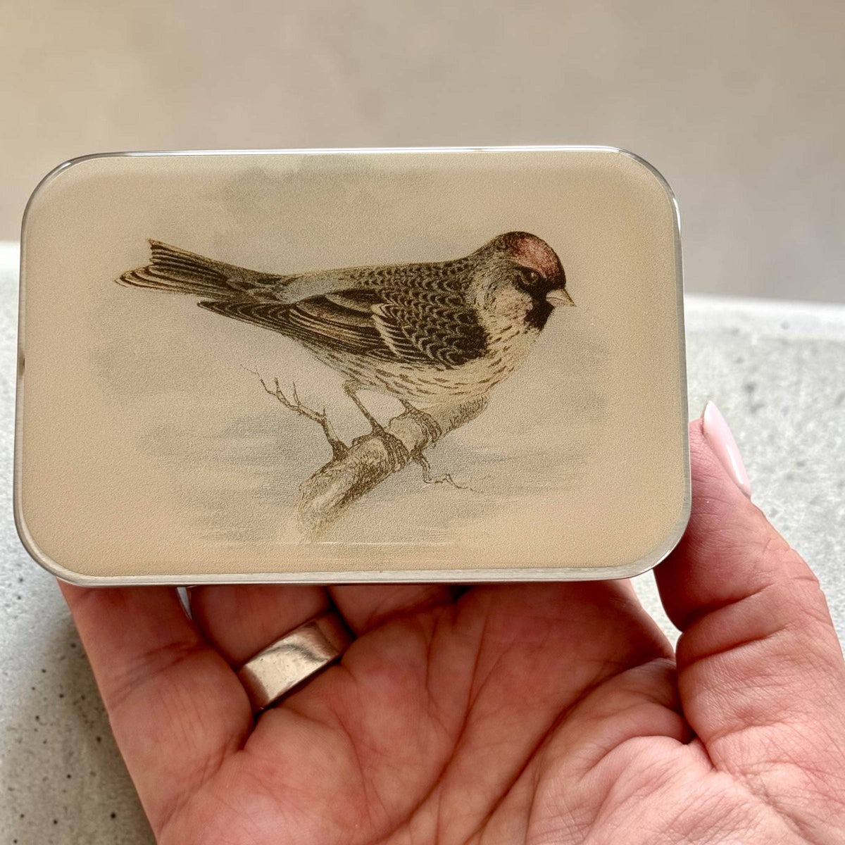 REDPOLL BIRD NOTIONS TIN