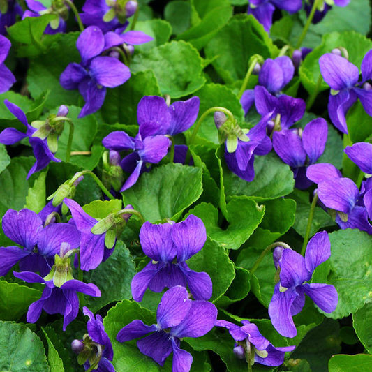 VIOLET SCENTED PENCILS