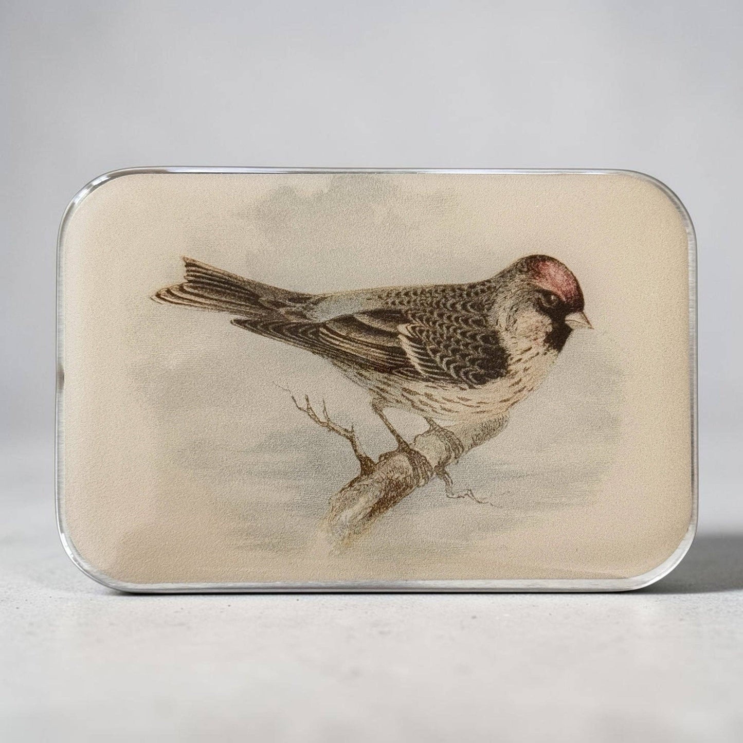 REDPOLL BIRD NOTIONS TIN