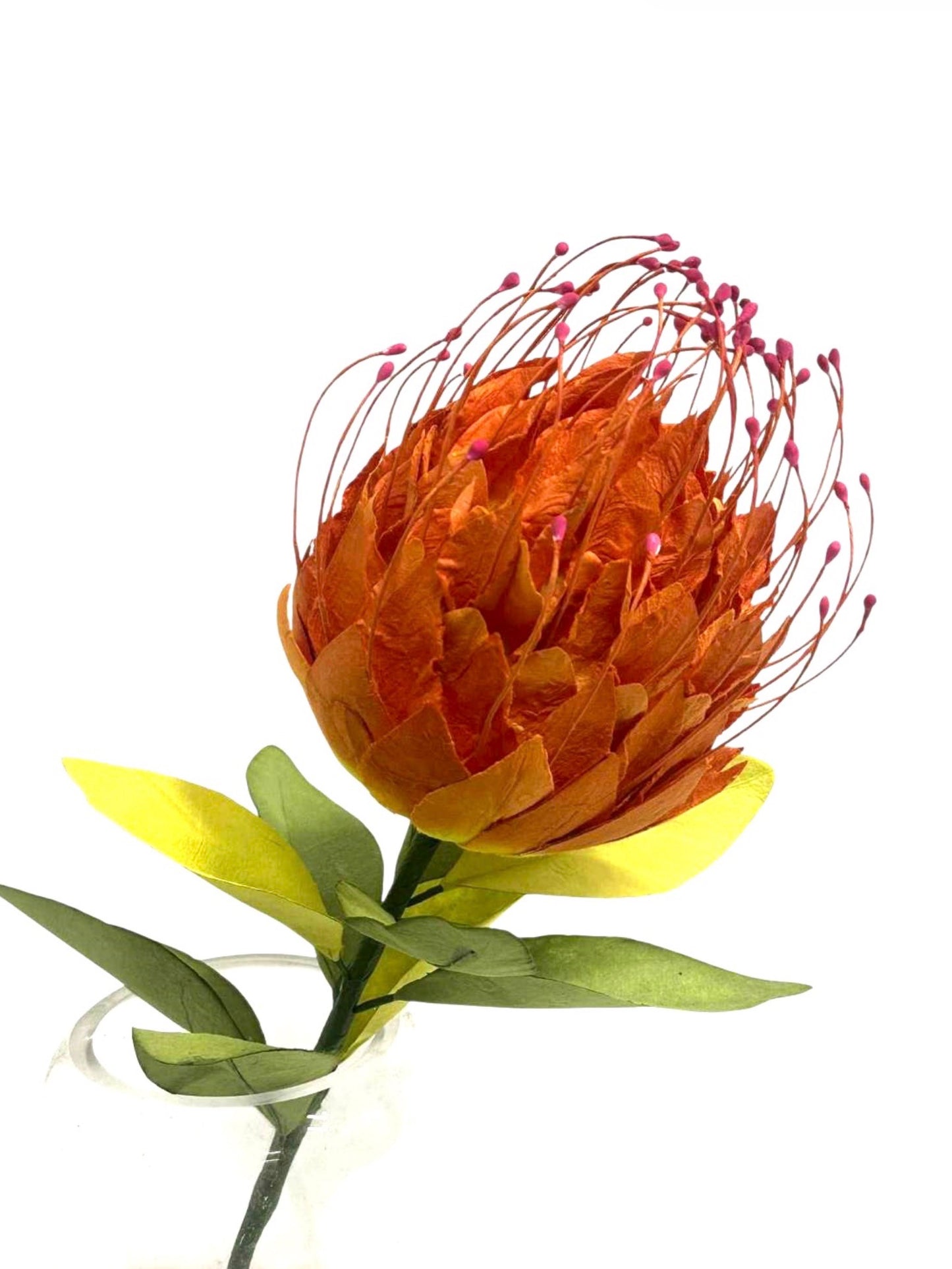 PAPER FLOWER SHOP - NATIVE PROTEA LEUCOSPERMUMS
