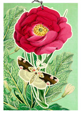Load image into Gallery viewer, LARGE FANDANGLE GREETING CARD - PEONY