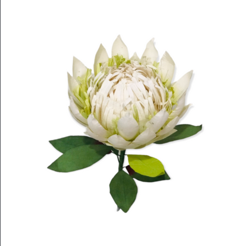 PAPER FLOWER SHOP WHITE KING PROTEA