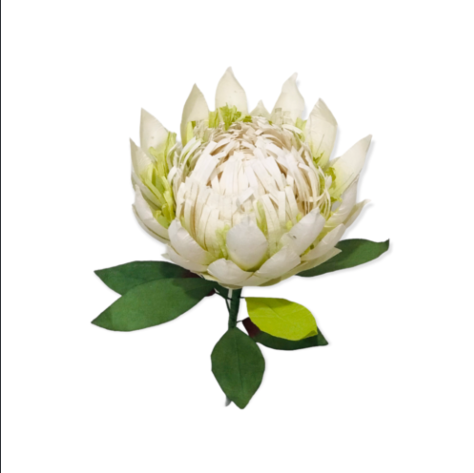 PAPER FLOWER SHOP WHITE KING PROTEA