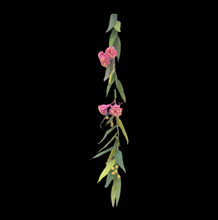 Load image into Gallery viewer, PAPER FLOWERS - PINK EUCALYTUS