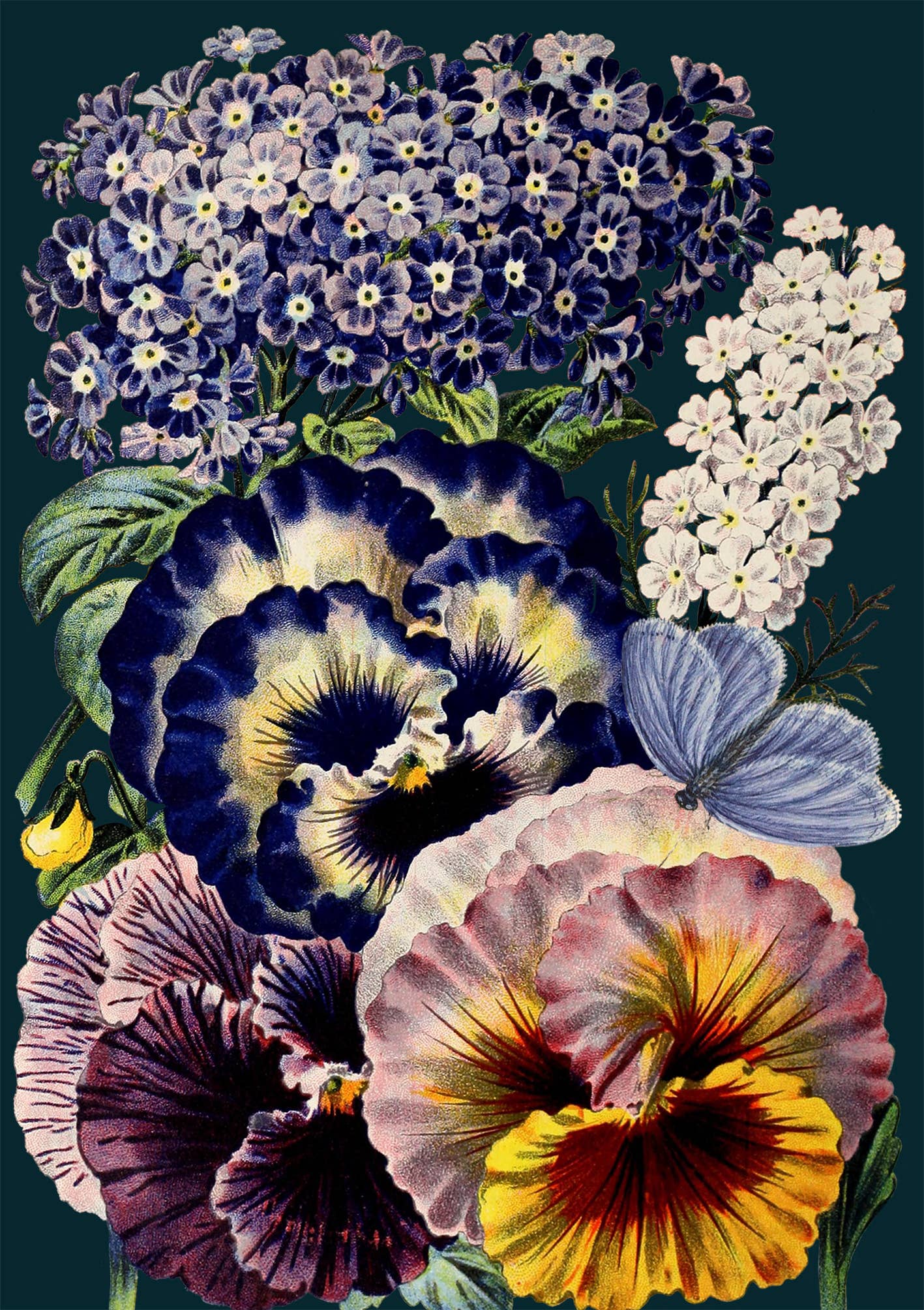 LARGE GREETING CARD - MIDNIGHT PANSIES